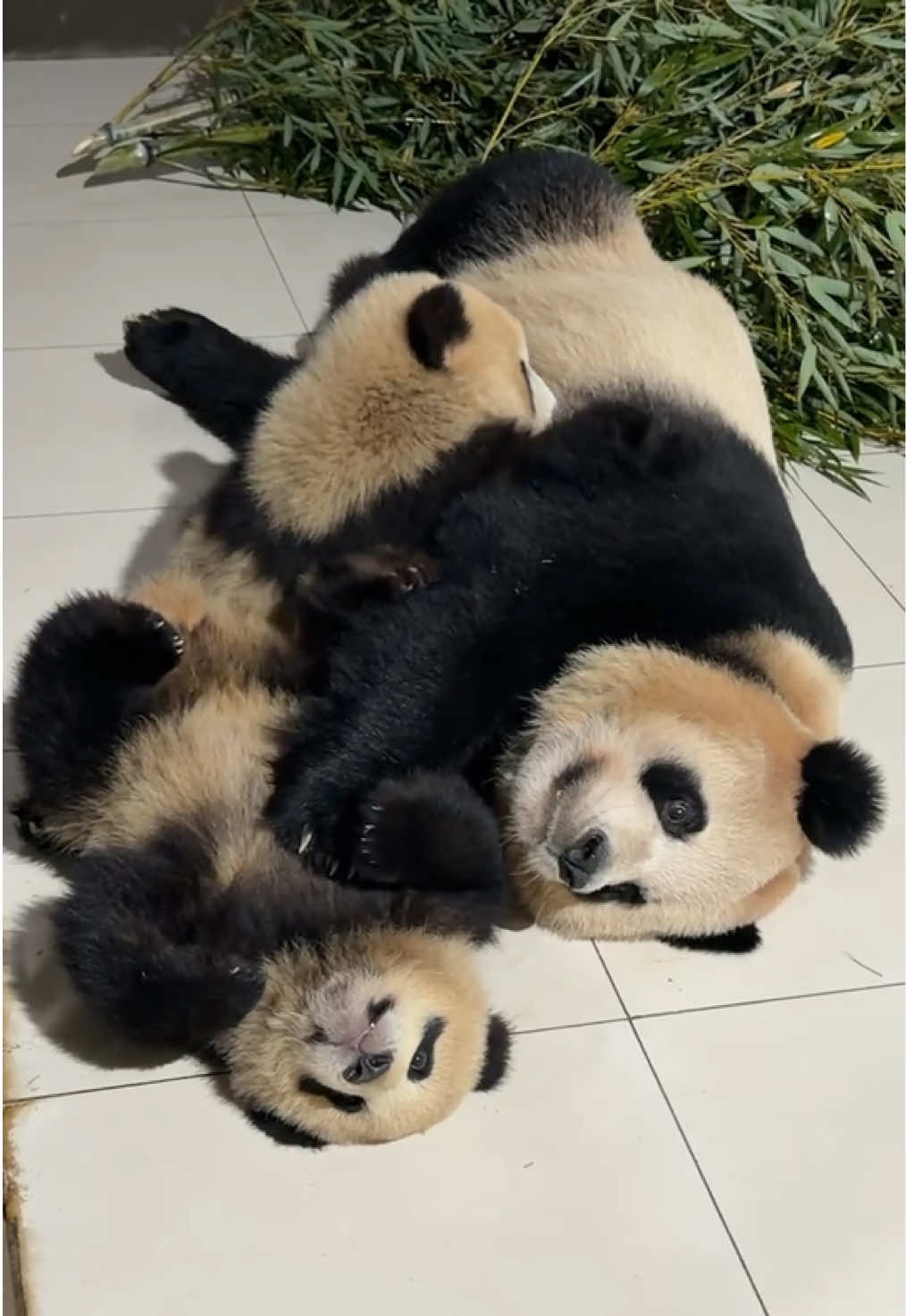 @熊猫妹珠🐼