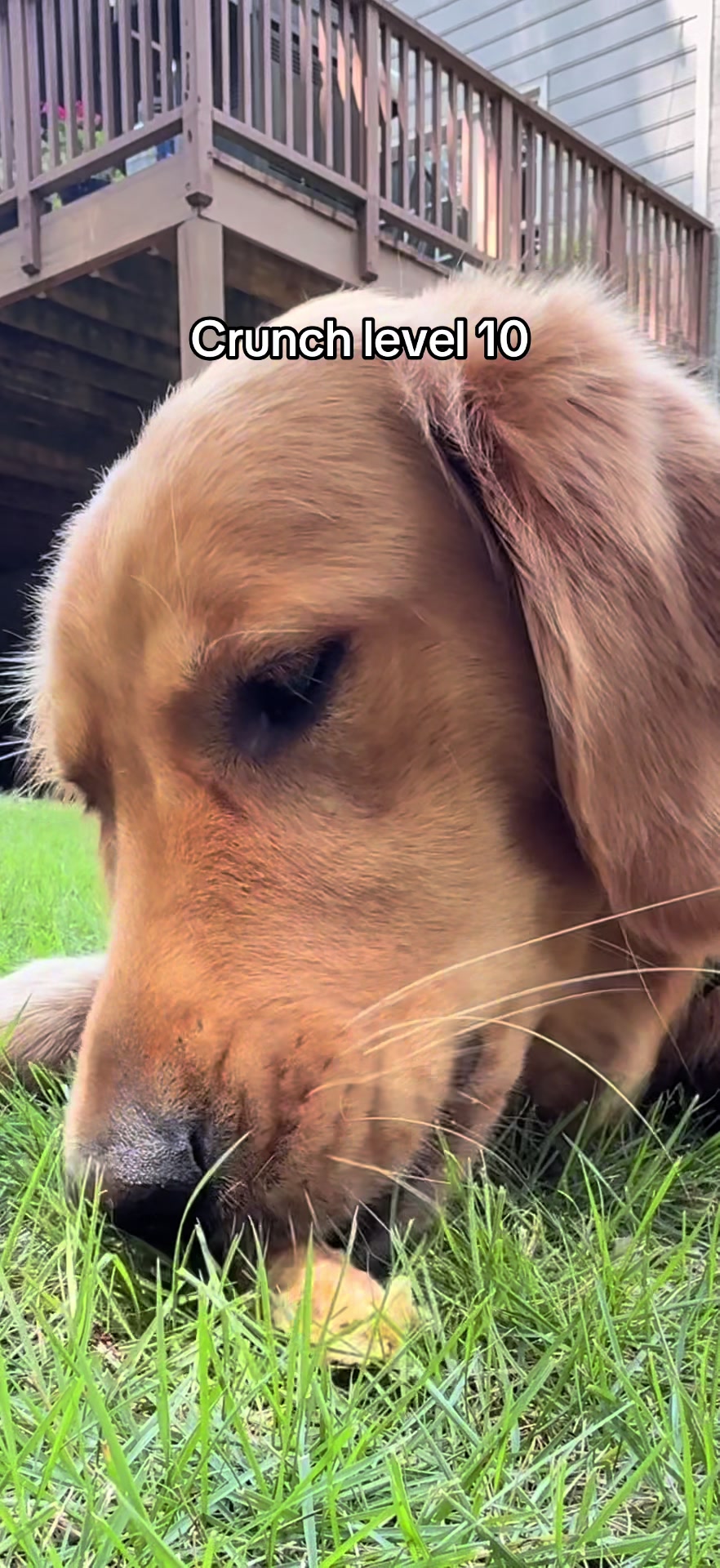 @Charlie the Golden