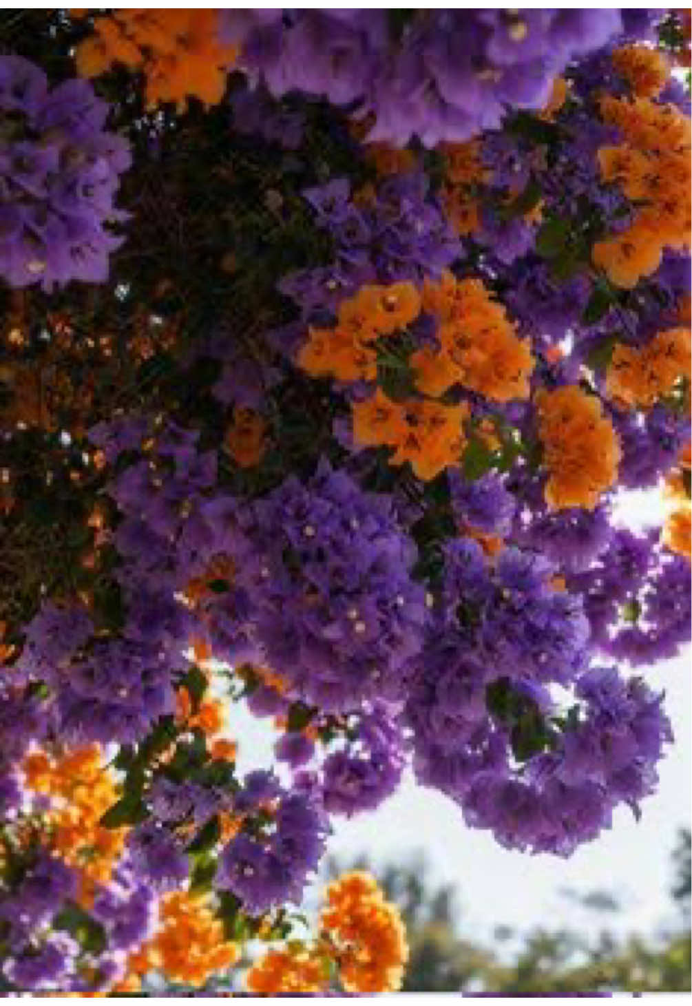 @Aly★𝒱𝒾𝓇𝑔𝒾𝓁’𝓈 𝓁𝑜𝓋𝑒𝓇