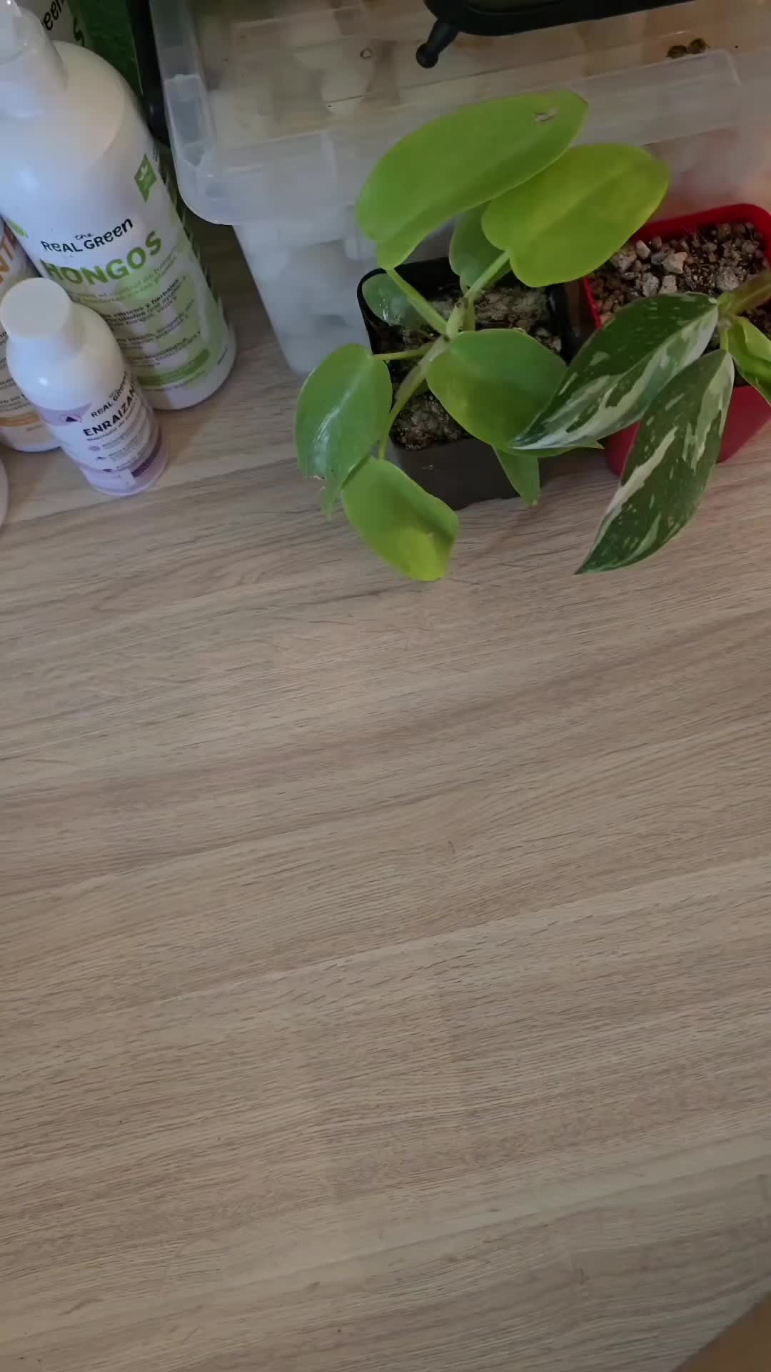 @🌱Plantonio🌱