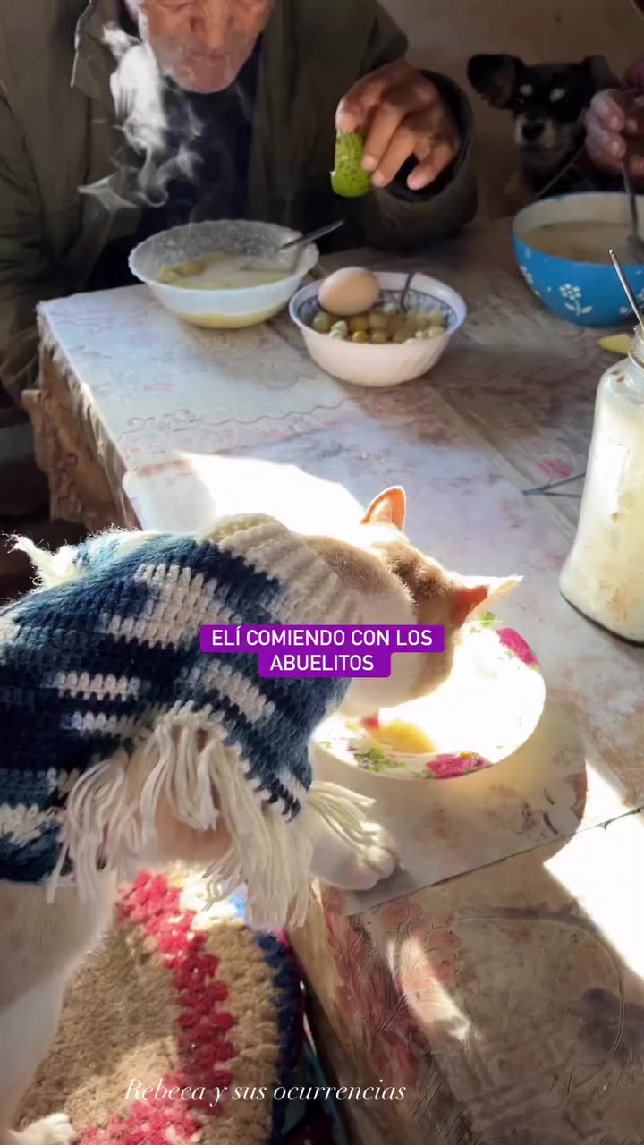 @🐈Rebeca y sus ocurrencias