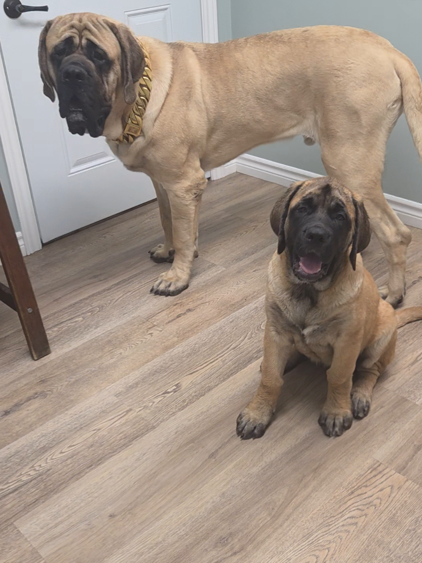 @Maple Mastiffs