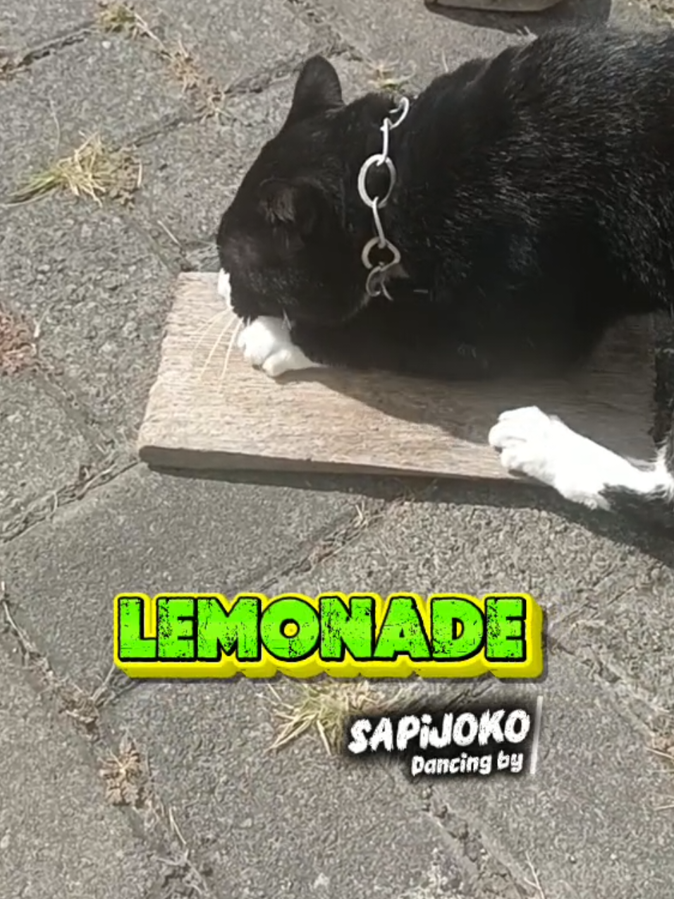 @sapijoko