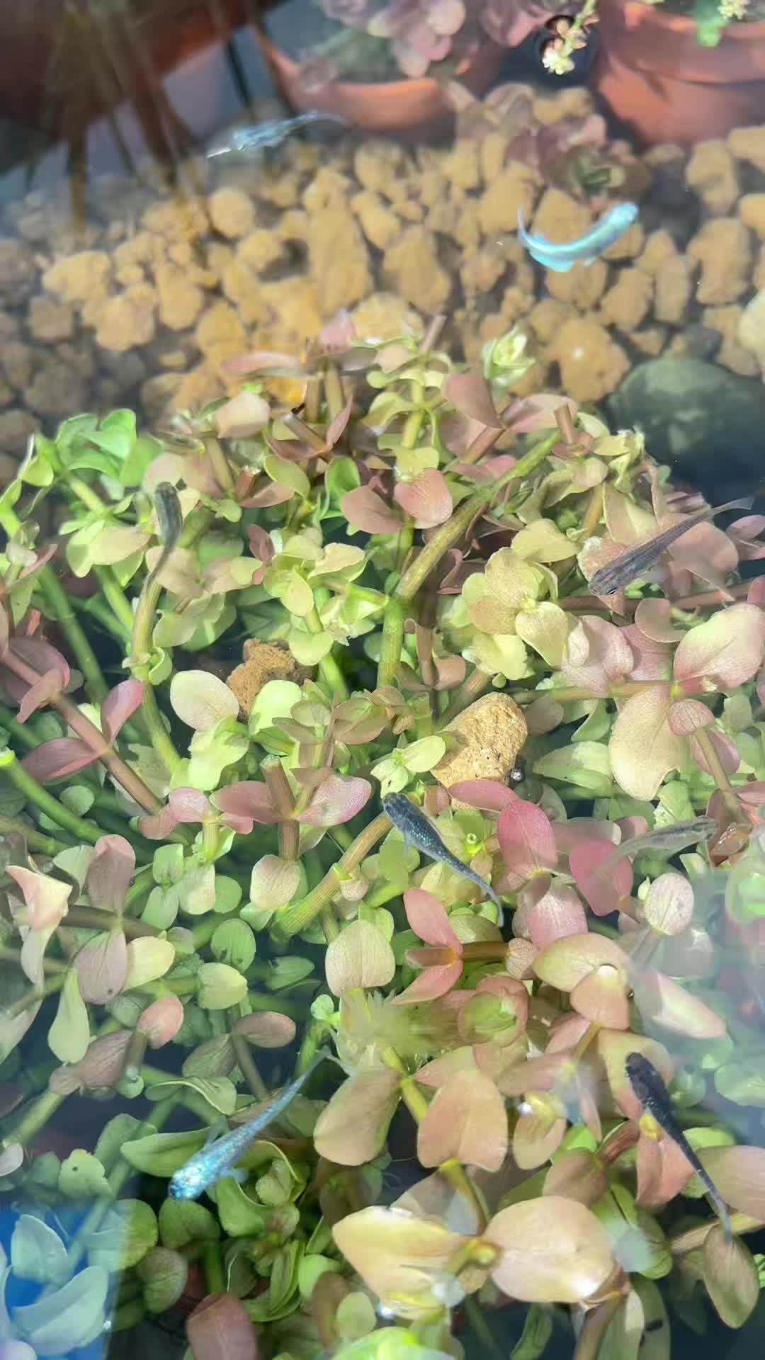 @癒しの田舎暮らし日記