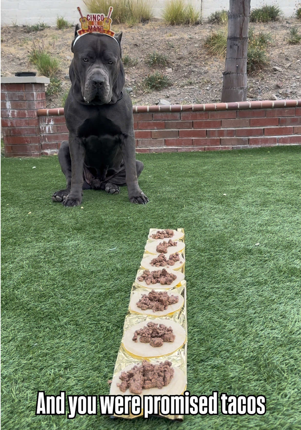 @Alistair the Cane Corso