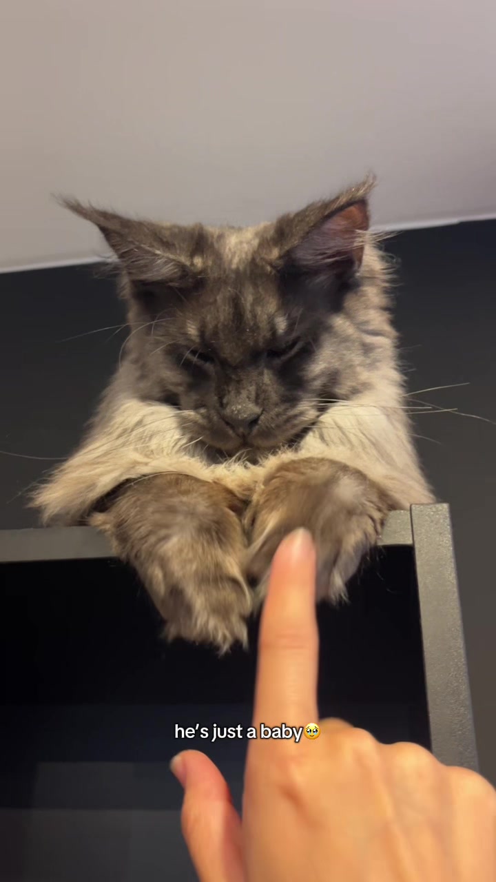 @crazycatcafe