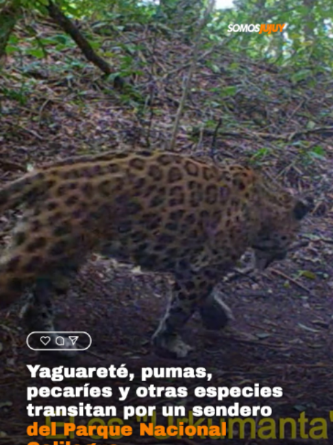 @Somos Jujuy