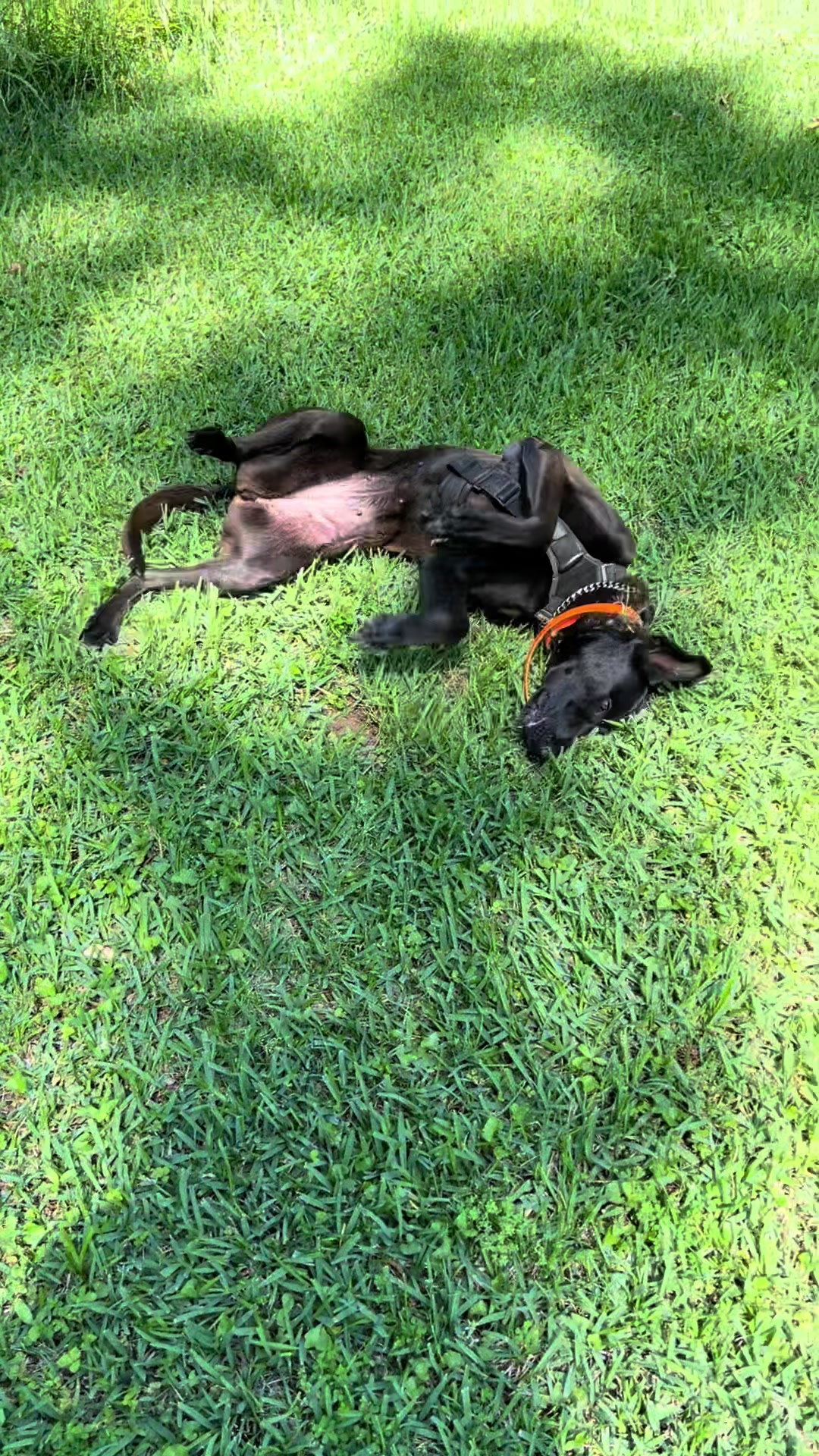 @Malinois Raptor
