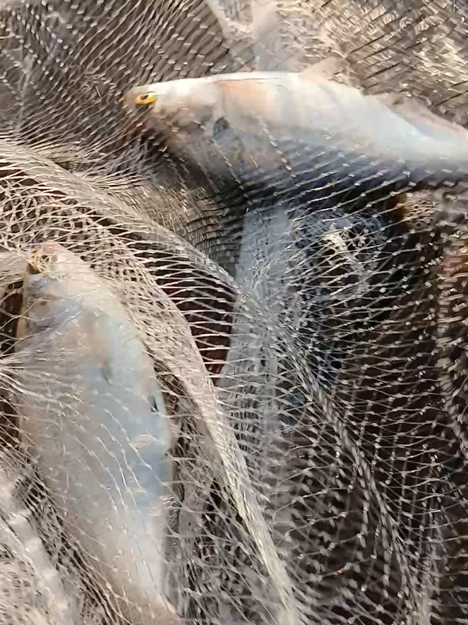 @Dirte's Tackle Shack