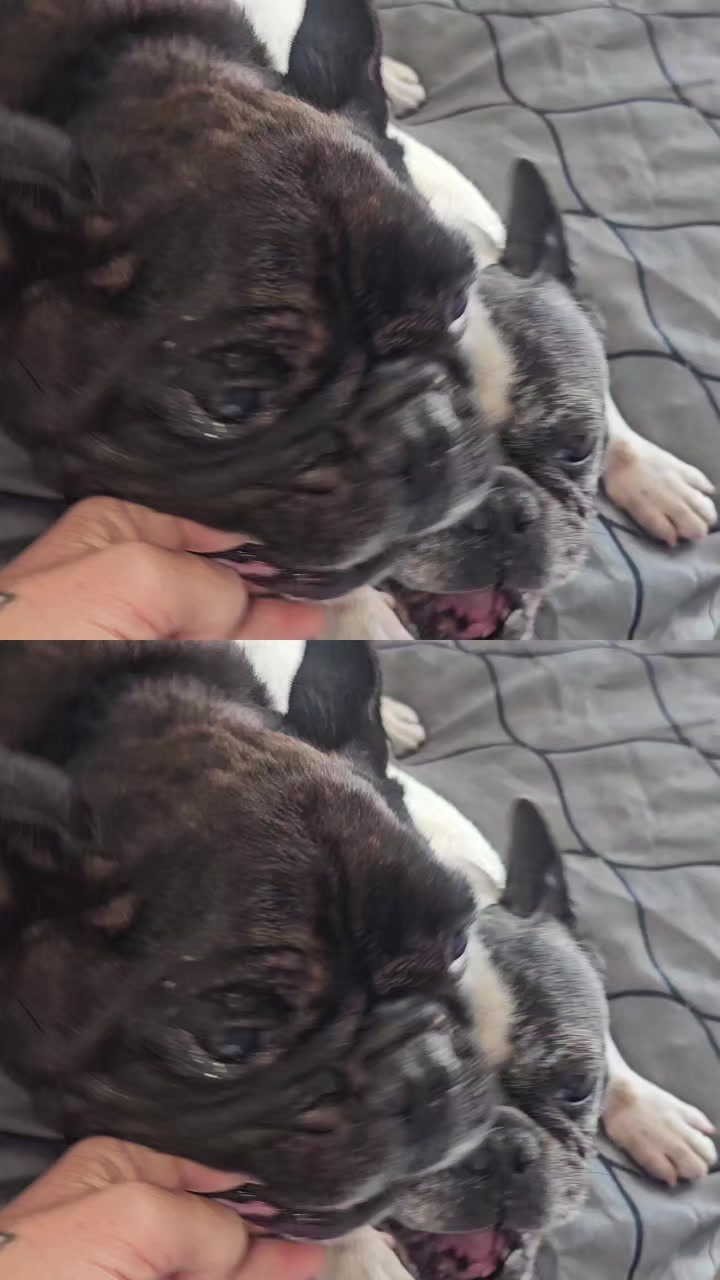 @vidadeperros