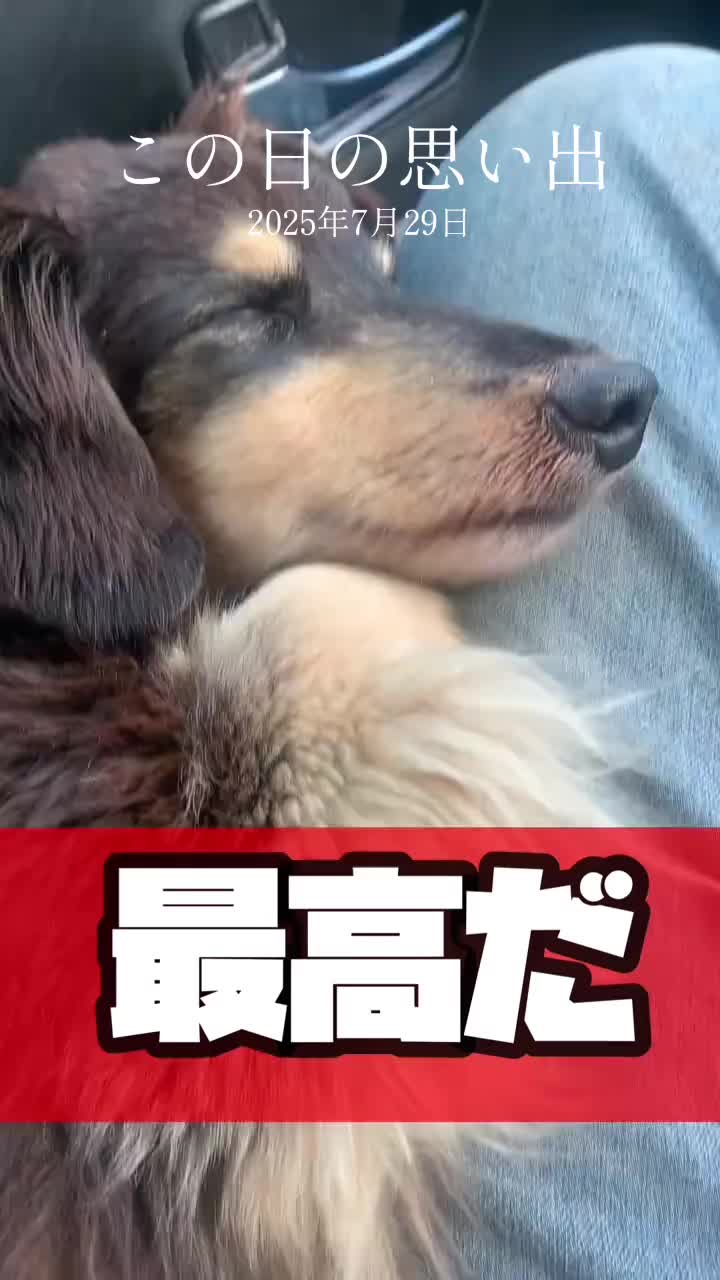 @藤原 政宗　動物好き❤️飛行機好き❤️