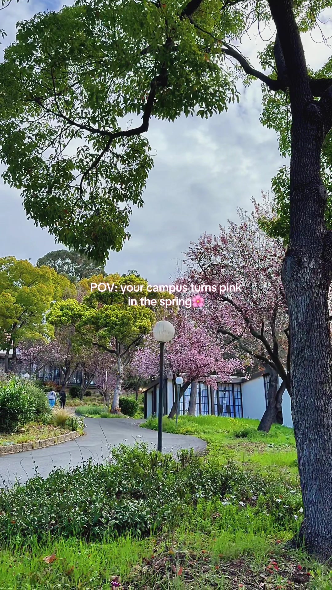 @nuoakland