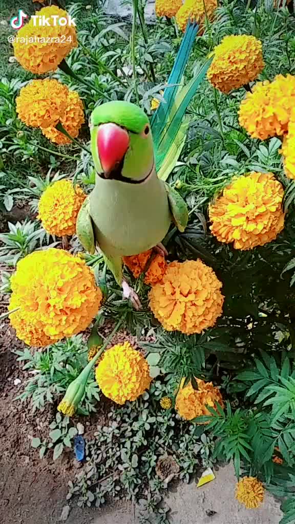 @subhasmit behera
