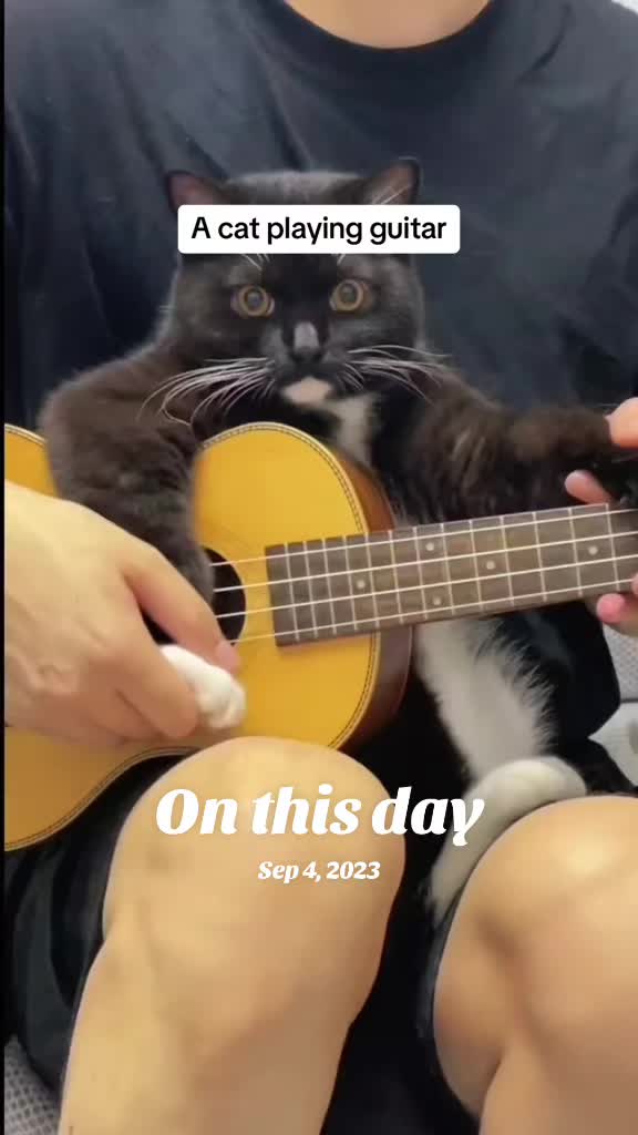 @Cat Pippi