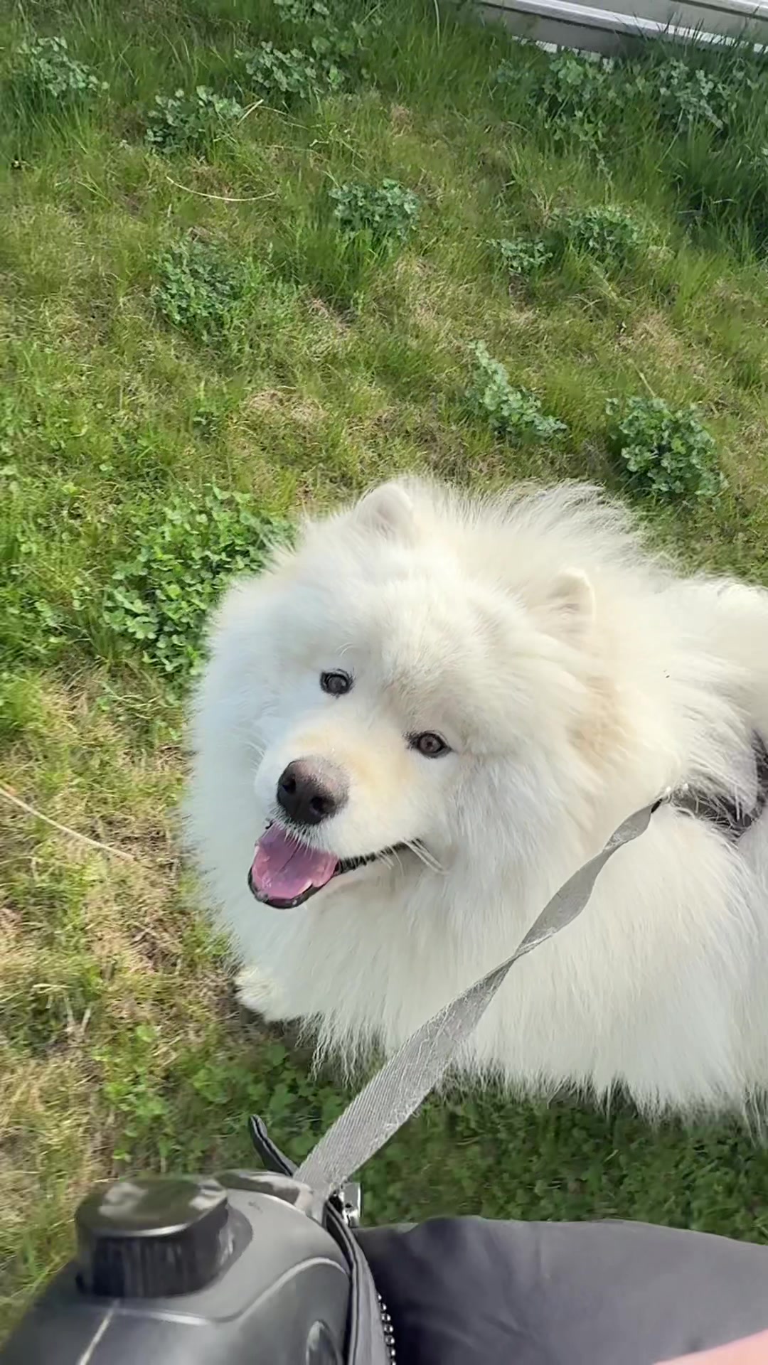 @Samoyed.Kokos