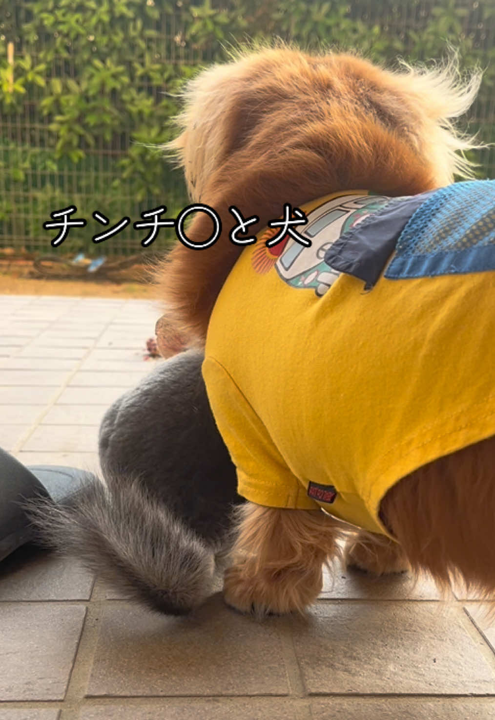@しばいぬ