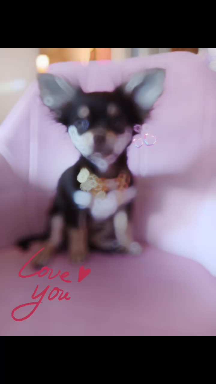 @Melody Gismo Peanut Brownie🐶❤