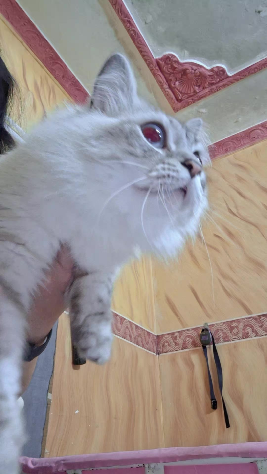 @myfurbabiesinksa