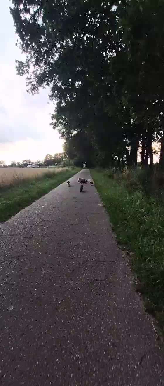 @Die Dackellady