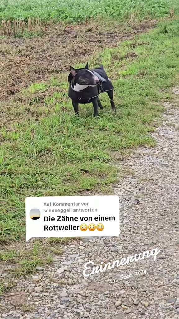 @PATRICK und Mogli d. Minibulli