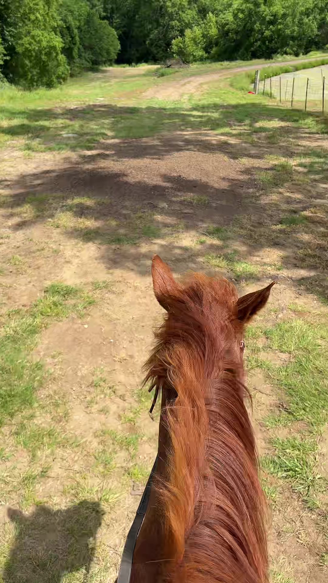 @That one horse girl