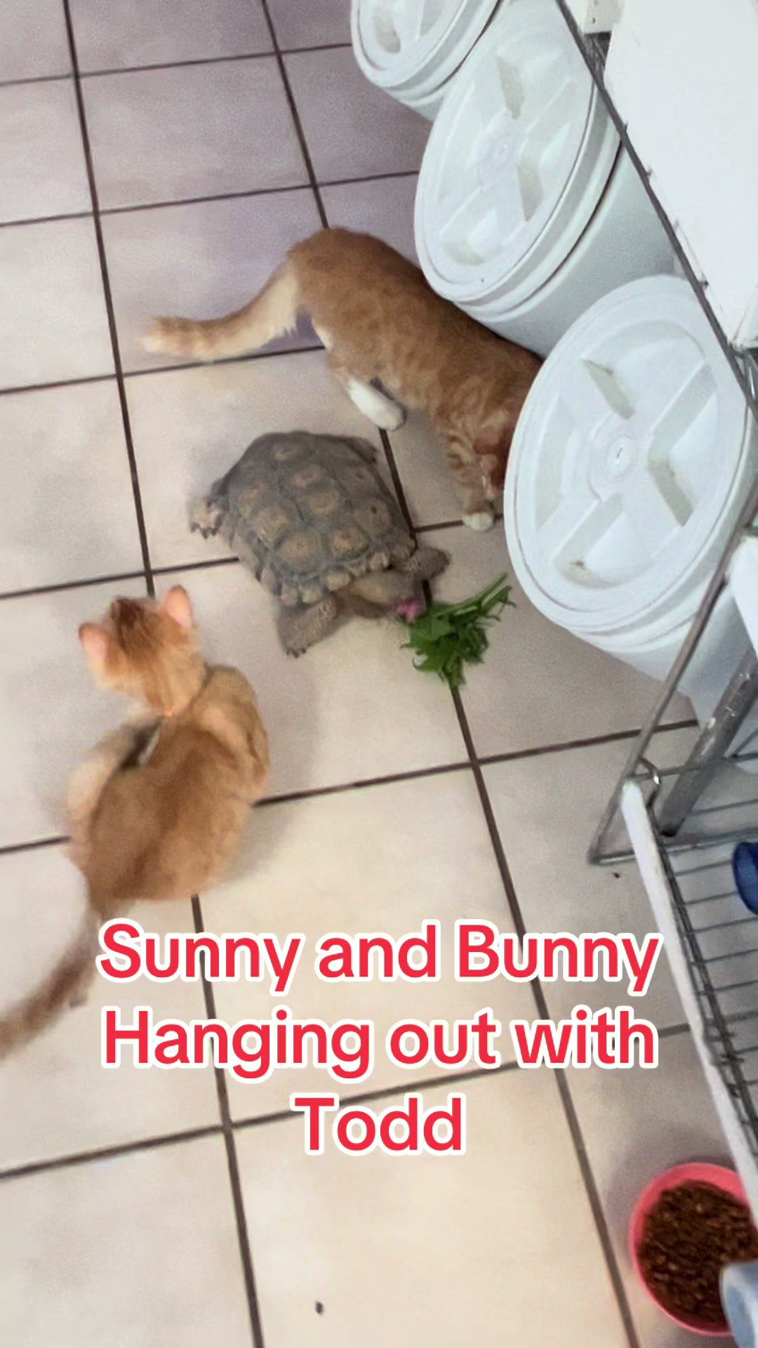 @felines.fish.furyfriends
