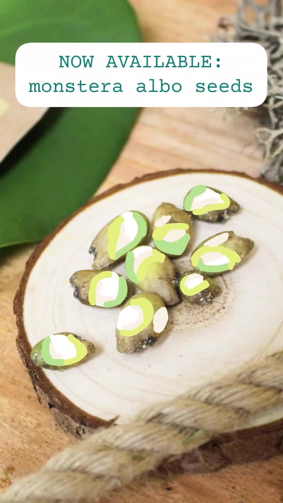 @Plantflix Seeds