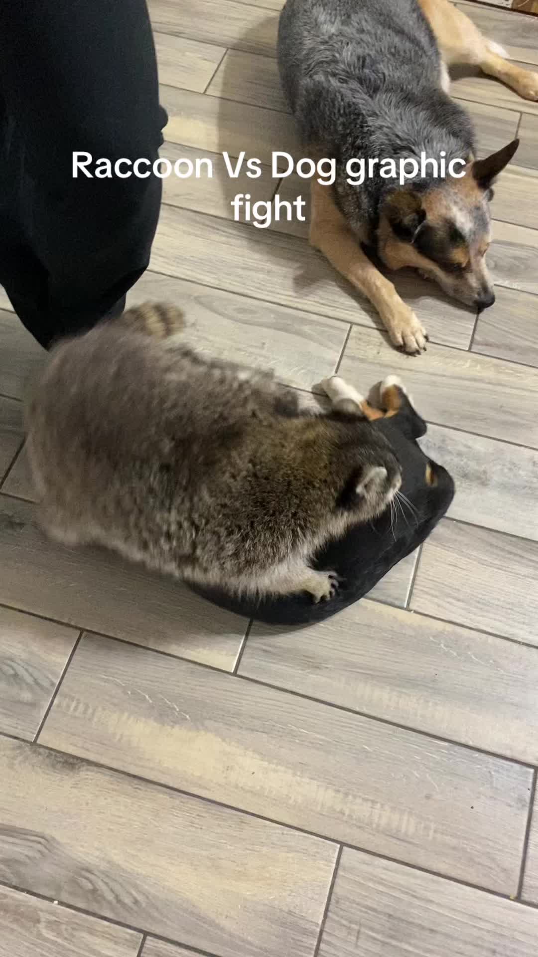 @Loki the raccoon