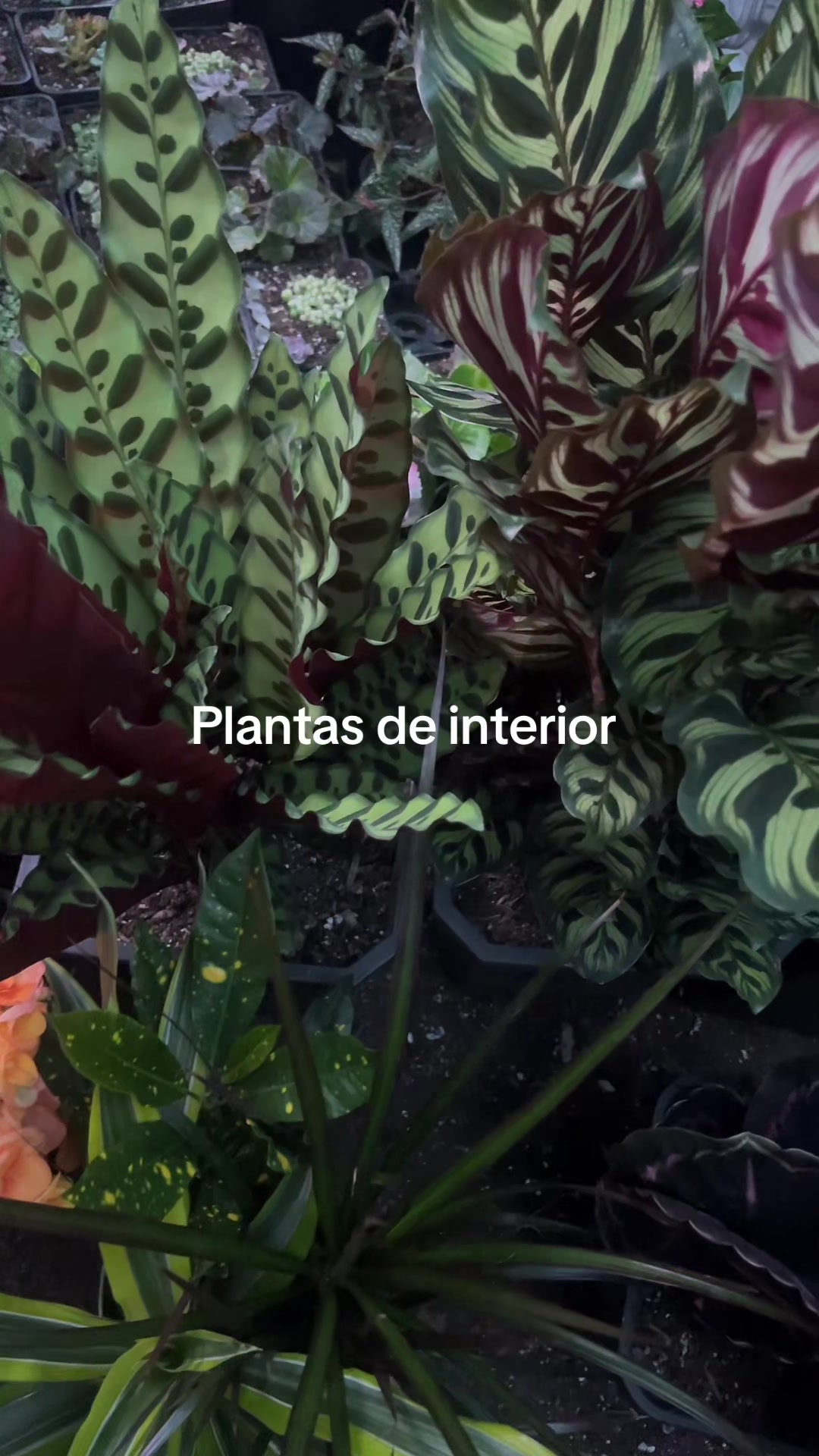 @Maria succulents 🕊️🐚