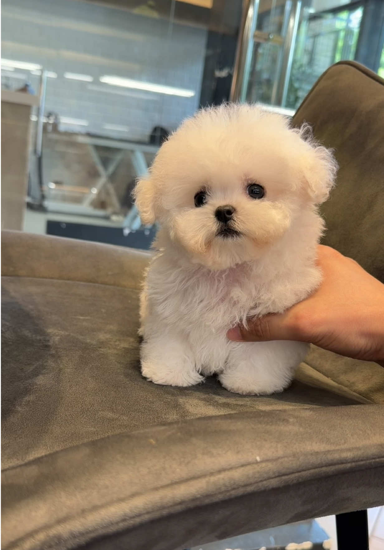 @JC Dog Republic