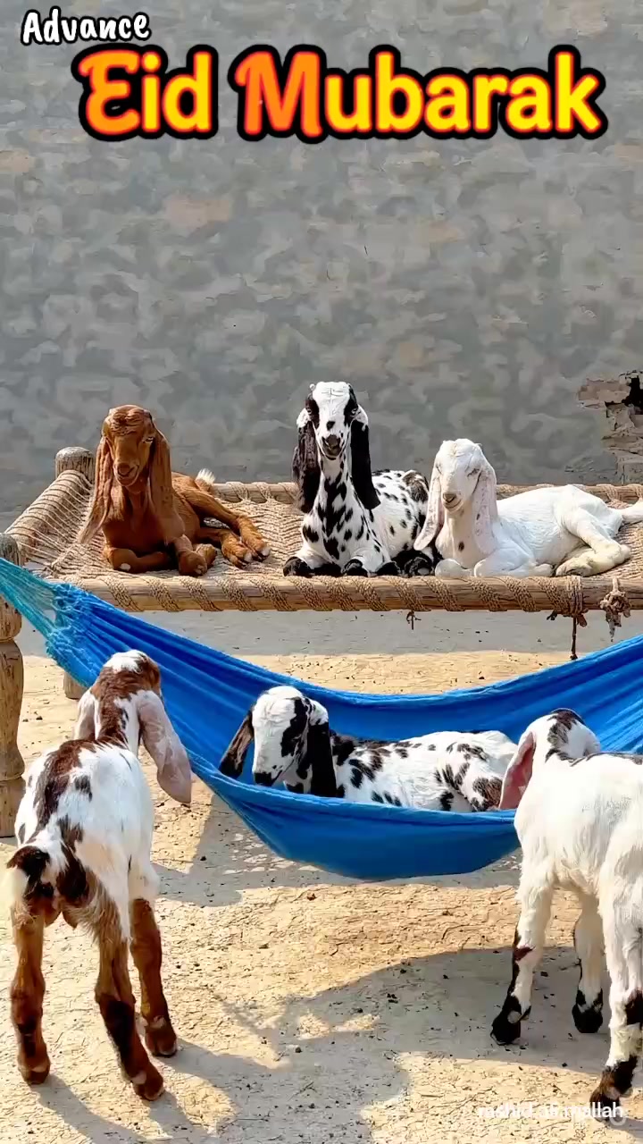 @Rashid Ali