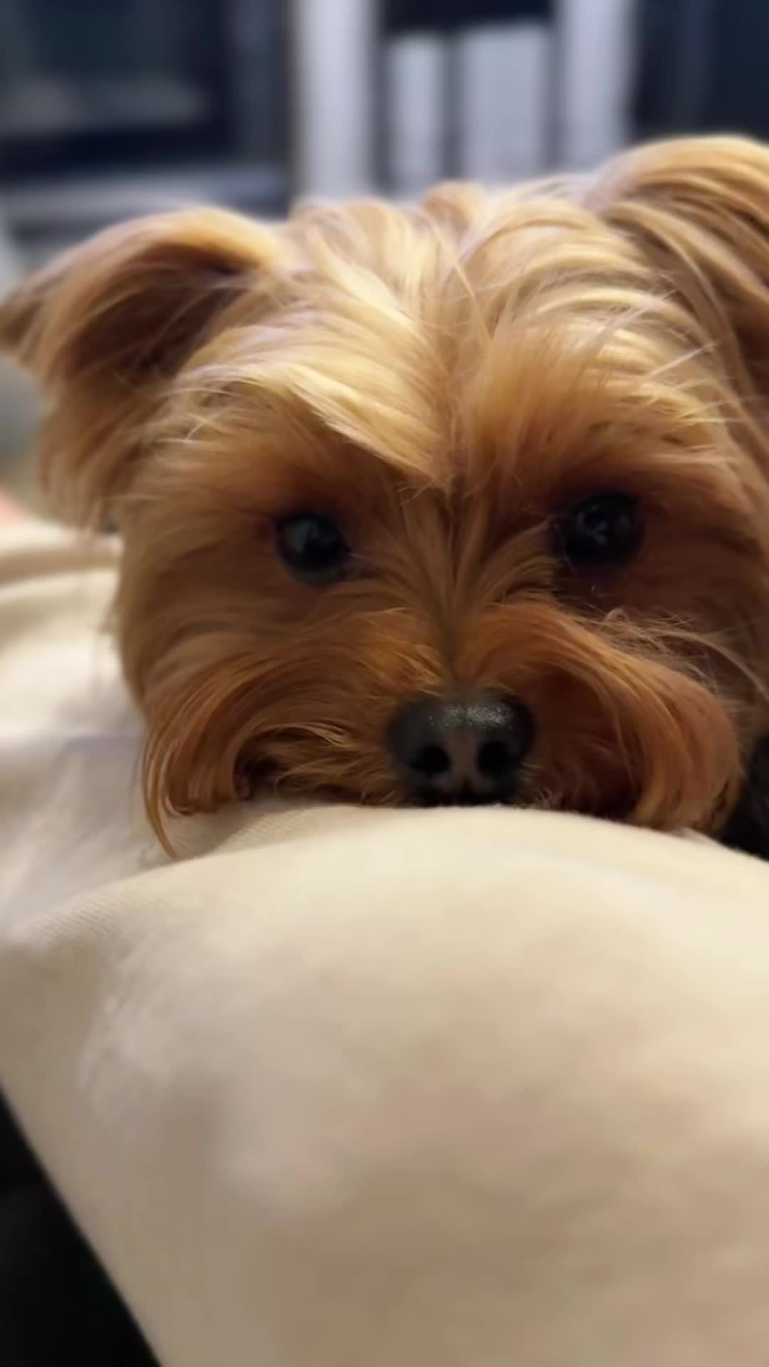 @newyorkiebymilo