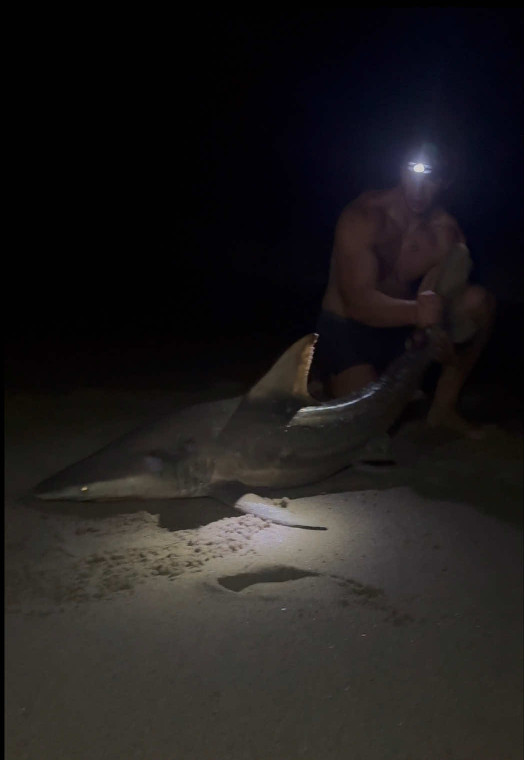 @ILM Shark Club