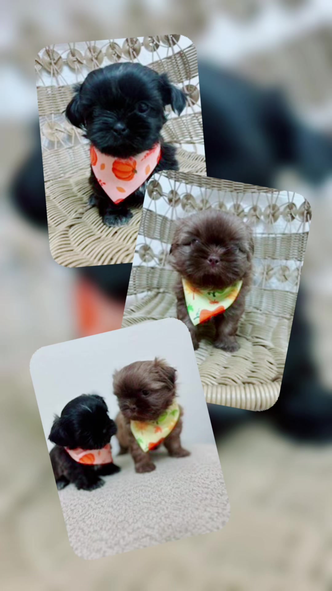 @shihtzulions