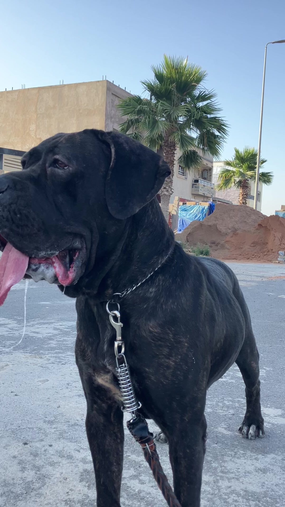 @canicorsoftmalinois