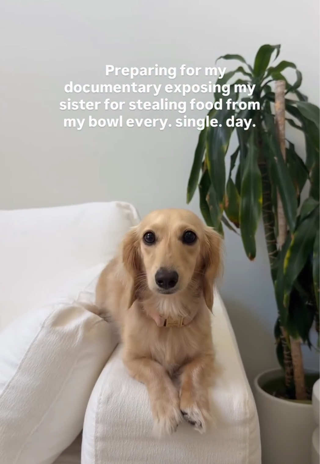 @Lila & Lily The Doxxies