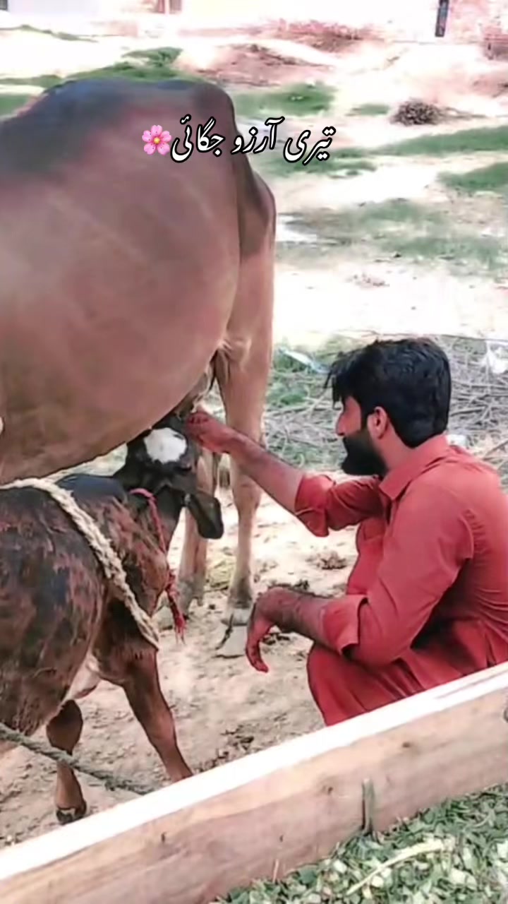 @َلکھاری ُبٹر✍🏻🎬