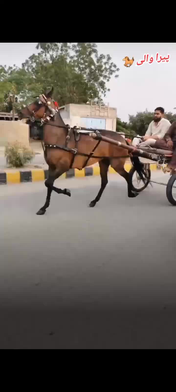 @🐴 گھوڑا شوق 🐴