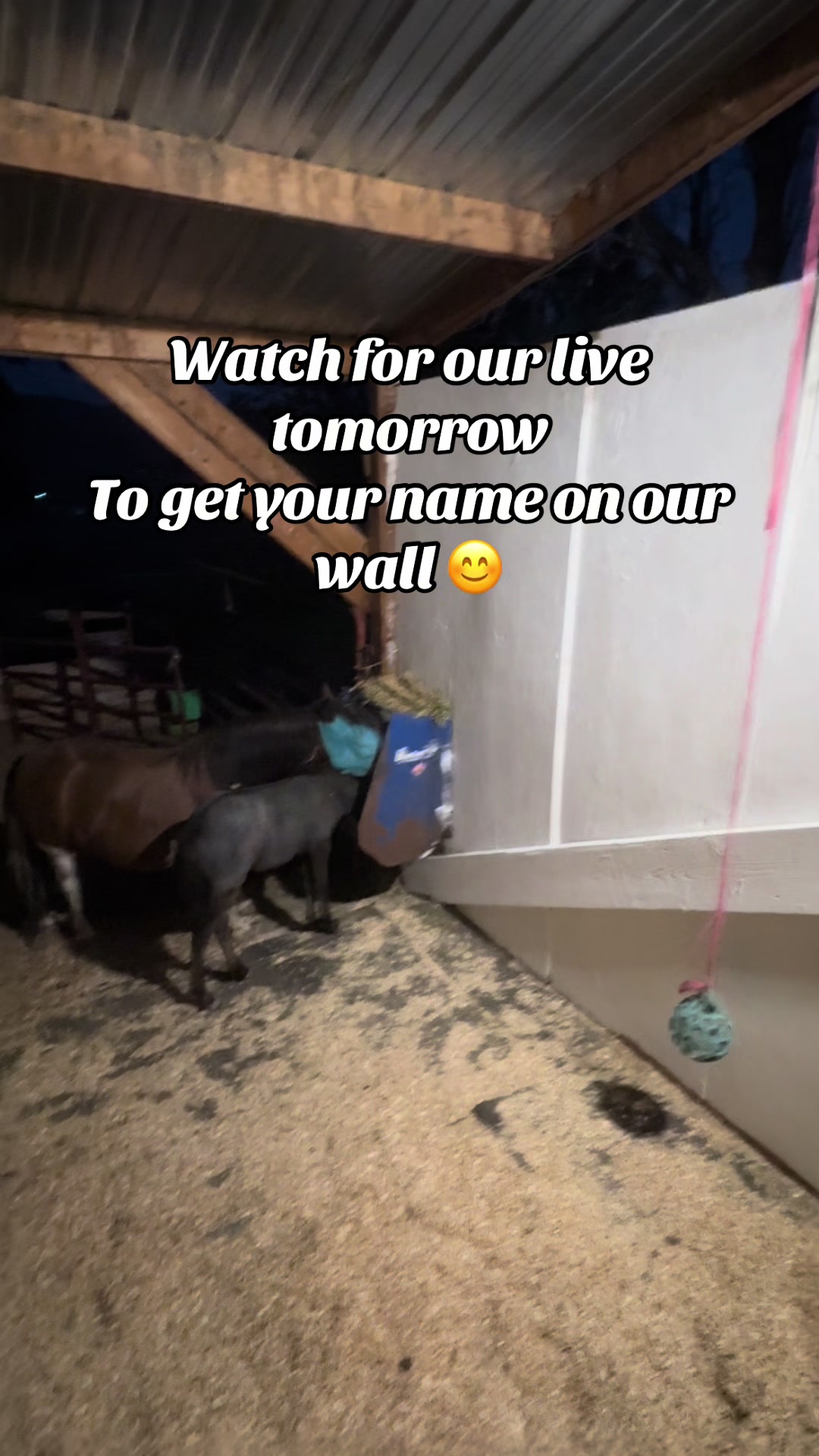 @Hot Sauce the Mini horse 🐎