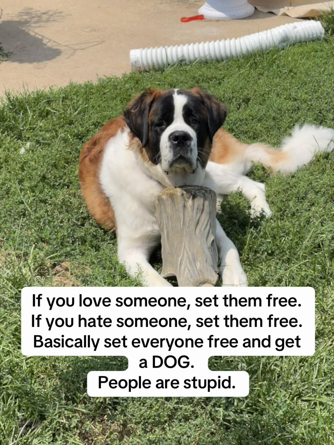 @Jenny & 2 bigdogs❤️🐶🐶