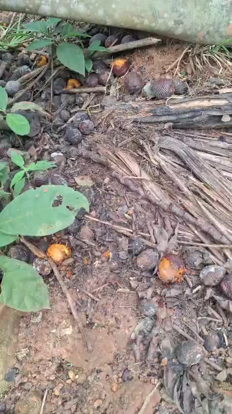 @Ca&ccedil;ador raiz