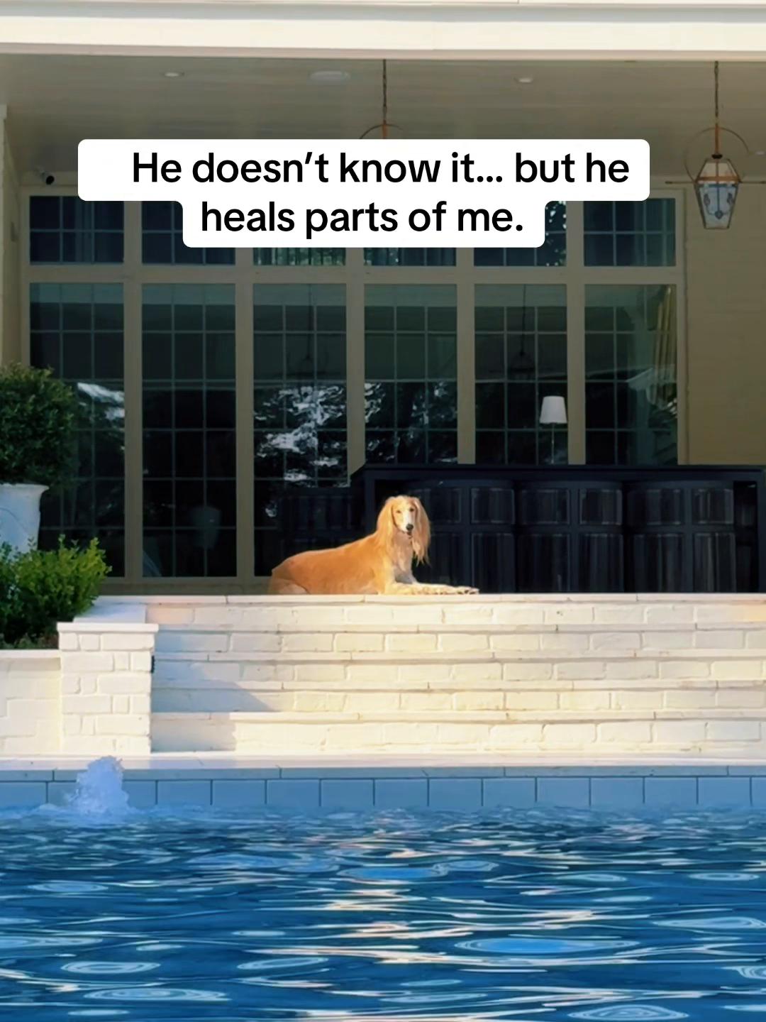 @lifewithsalukis