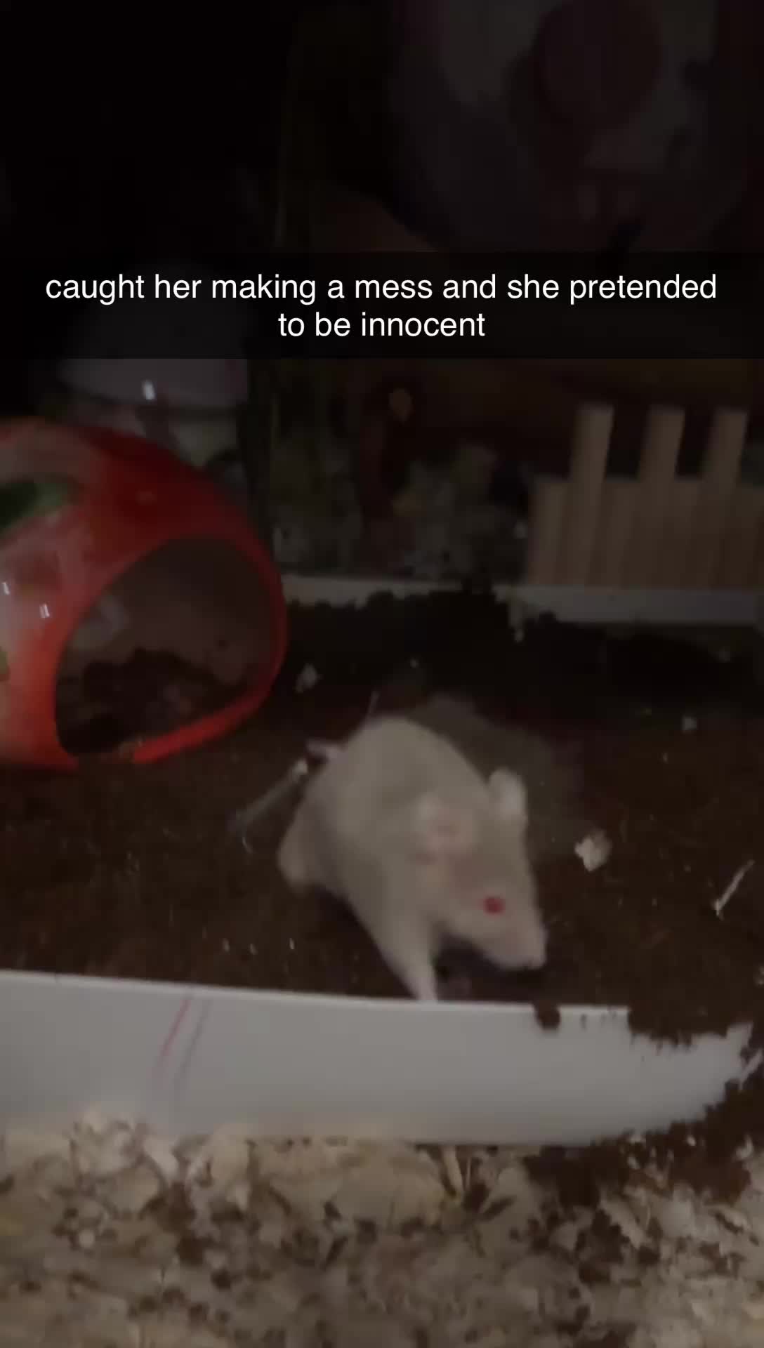 @thatweirdanimalgirl