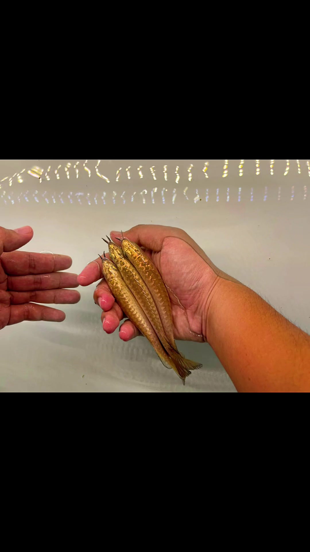 @MK AROWANA SPECIALIST