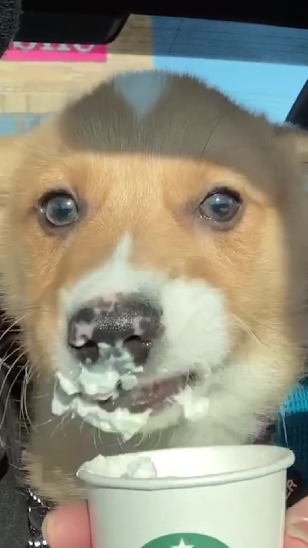 @Cosmo The Cute Corgi