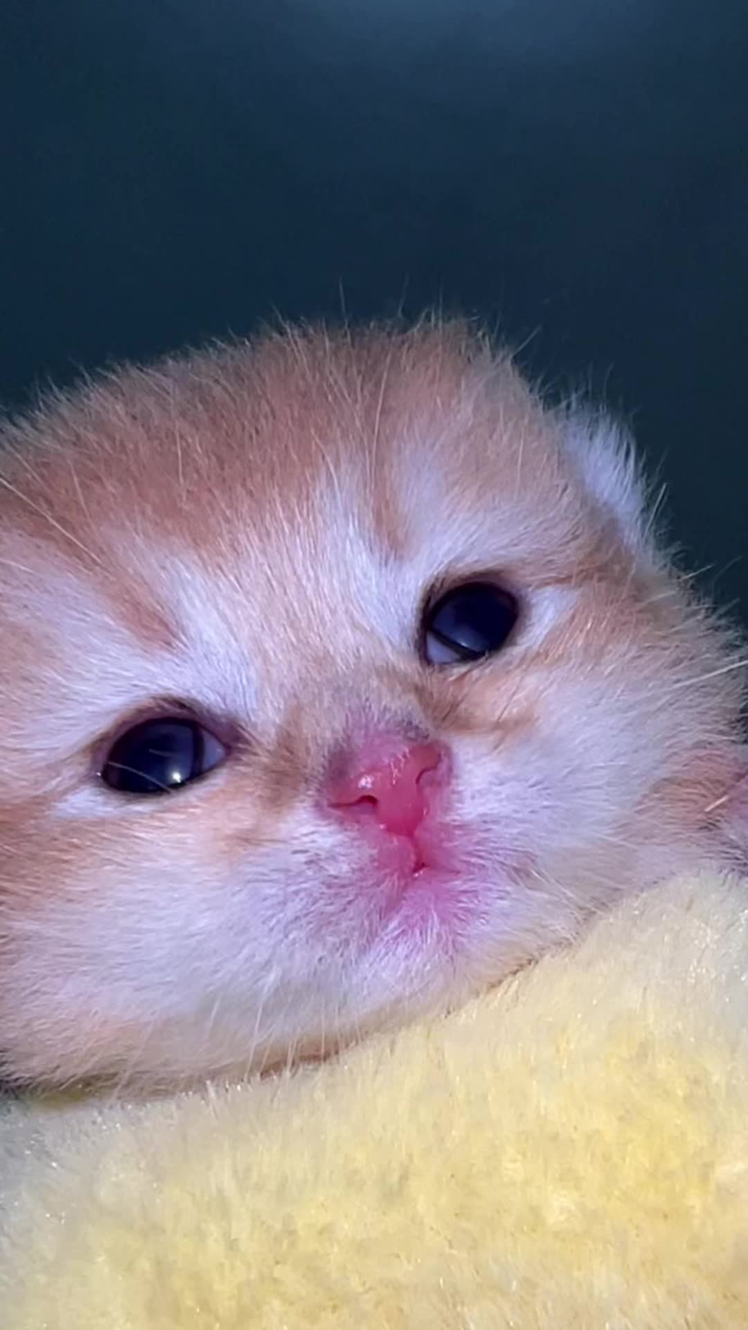 @Soothing Cats😻