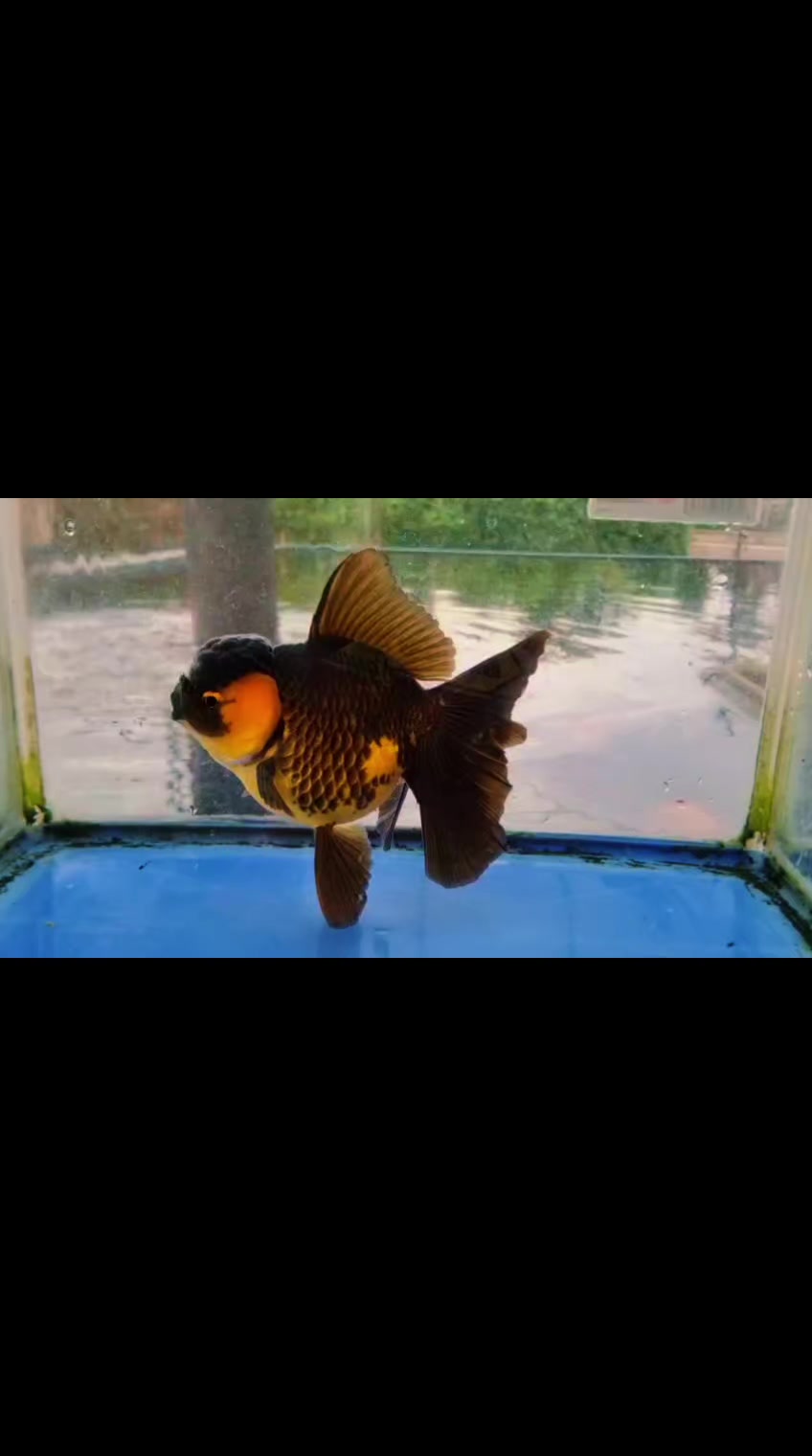 @Teras Aji Goldfish
