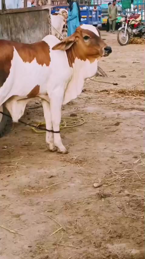@HS Cattle Farm