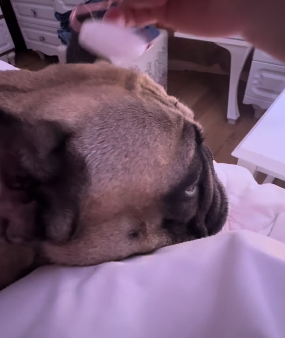 @Bosphorus Bulls French Bulldog