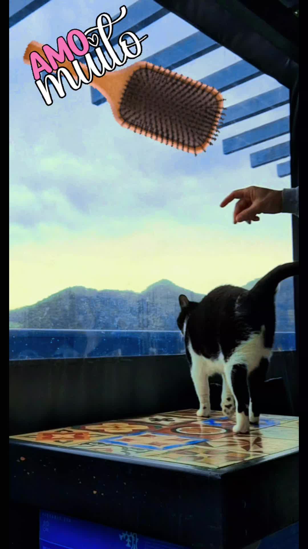 @gato.JIMMY.cat
